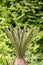 Palm background. Closeup of fresh green leaves of a japanese Sago palm tree Cycas revoluta over blurred natural green background