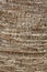 Palm bark texture