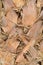 Palm bark, texture, background