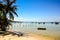 Palm on Beach against Shallow and Deep Sea Boats on Horizon