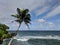 Palm on the beach in Samoa