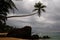 A palm bending over a rock in Dalawella