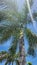 Palm Bliss: Tropical Serenity at Riu Palace Costa Mujeres, Mexico