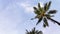 Palm on the blue sky background.Palm trees against blue sky, Palm trees at tropical coast,coconut tree,Exotic summer