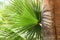 Palm Brahea edulis