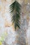 Palm branch on an old house wall background as palm sunday religion christian tradition concept