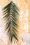 Palm branch on old vintage antique wall as Palm sunday and Easter christian holiday concept and Jerusalem background