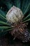 Palm branches growing seen up close