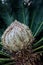 Palm branches growing seen up close