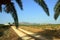 Palm branches over dirt road