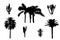 Palm and cactus silhouettes, floral objects isolated on white background for design