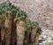 Palm Canyon Trees, Anza Borrego Desert State Park