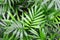 Palm Chamaedorea foliage background