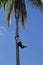 Palm climber
