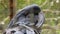 Palm Cockatoo - Black Parrot Close-up