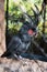 Palm cockatoo in a cage