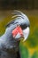 Palm Cockatoo (Probosciger aterrimus).