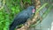 A palm cockatoo Probosciger aterrimus eating close up , also known as the goliath or great black cockatoo in Australia