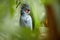 Palm cockatoo, Probosciger aterrimus, large smoky-grey parrot with erected large crest.