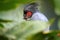 Palm cockatoo, Probosciger aterrimus, large smoky-grey parrot with erected large crest, native to rainforests of New Guinea. Close