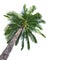 Palm Coconut Tree