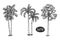 Palm coconut Tree Sketch hand drawn architect