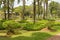 Palm collection in Ñity park in Kuching, Malaysia, tropical garden with large trees and lawns