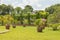 Palm collection in Ñity park in Kuching, Malaysia, tropical garden with large trees and lawns