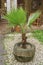 palm in colonial garden sown limestone plateau surrounded by white stones