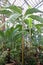 Palm conservatory section inside a greenhouse