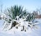 Palm covered with snow