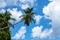 Palm crown, Island Mahe, Republic of Seychelles, Africa