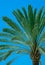 Palm detail blue sky