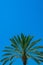 Palm detail blue sky