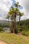 Palm endemica pajua and sign with the palm name and river in the backgraund in alejandro de humboldt national park near baracoa cu