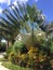 Palm exotic Plant Bush