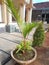 Palm flowers planted in large pots