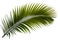 Palm frond