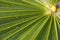 Palm frond 3