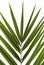 Palm Frond