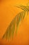 Palm frond against a textured orange wall