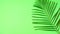 Palm frond on apple green background minimalism creative layout.