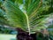 Palm Frond Close Up in Orlando