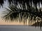 Palm frond hangs over ocean scene during late afternoon