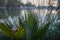 Palm frond macro of saw palmetto leaf in a lake in Andalusia Spain