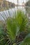 Palm frond macro of saw palmetto leaf in a lake in Andalusia Spain