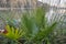 Palm frond macro of saw palmetto leaf in a lake in Andalusia Spain