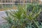 Palm frond macro of saw palmetto leaf in a lake in Andalusia Spain