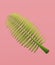 Palm frond on pastel color background