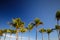 Palm fronds swaying in the wind artistic long exposure image